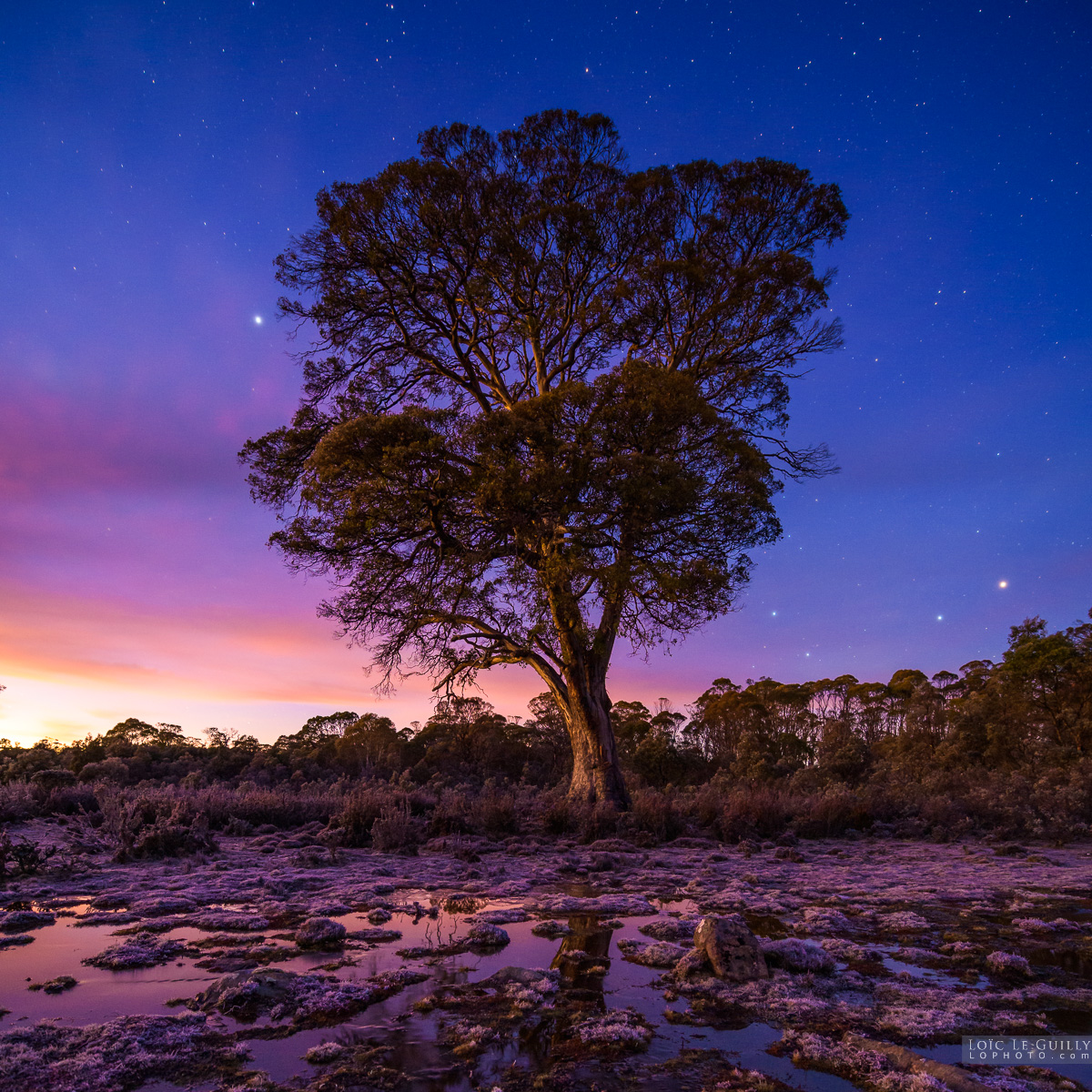 photograph of Miena cider gum at dawn